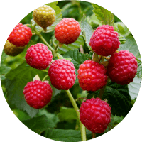 raspberries