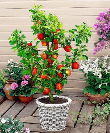 red apple tree in pot