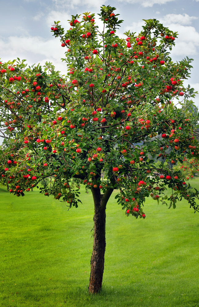 red apple tree