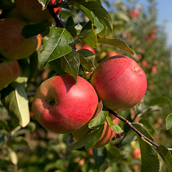 red apples