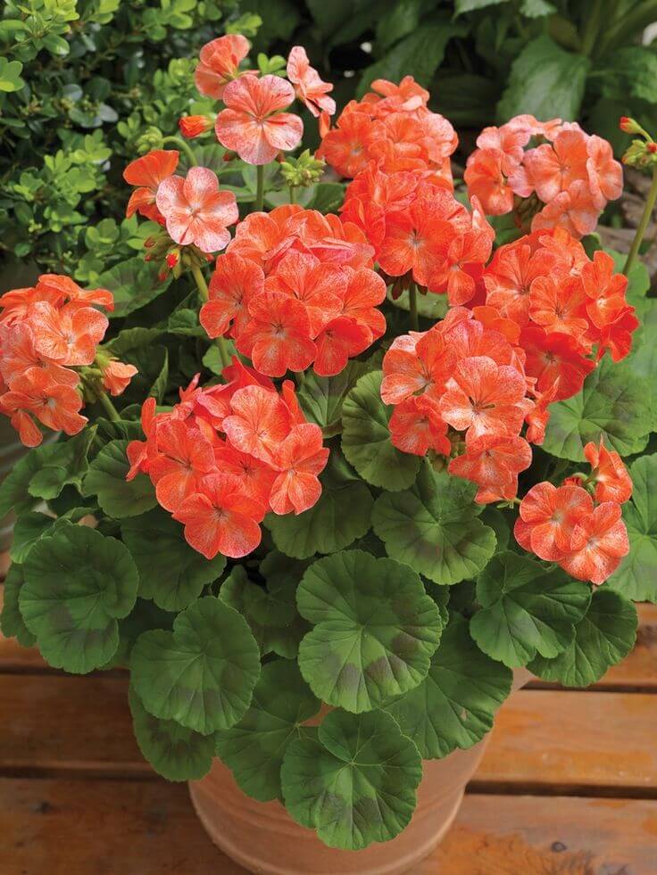 red geraniums