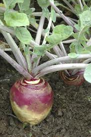 rutabaga