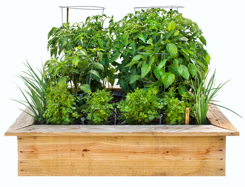 salsa garden bed