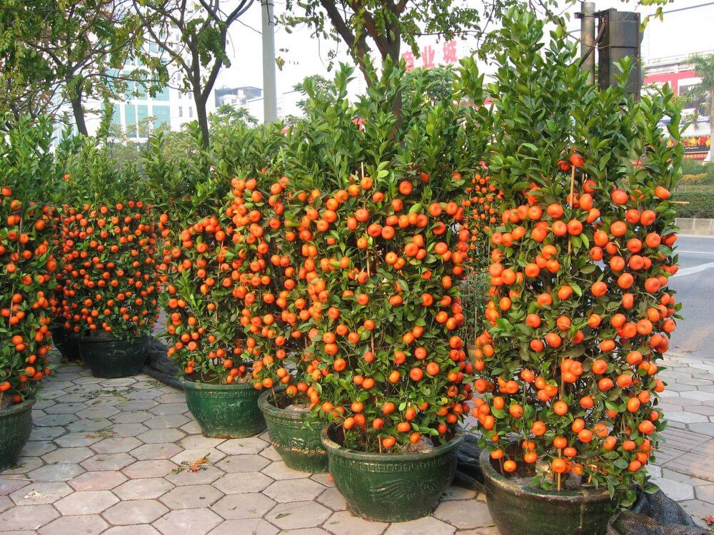 tangerines in containers