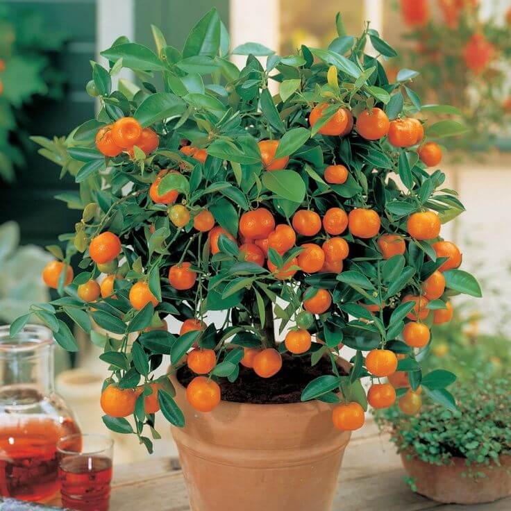 Image result for tangerine pot