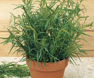 tarragon in pot