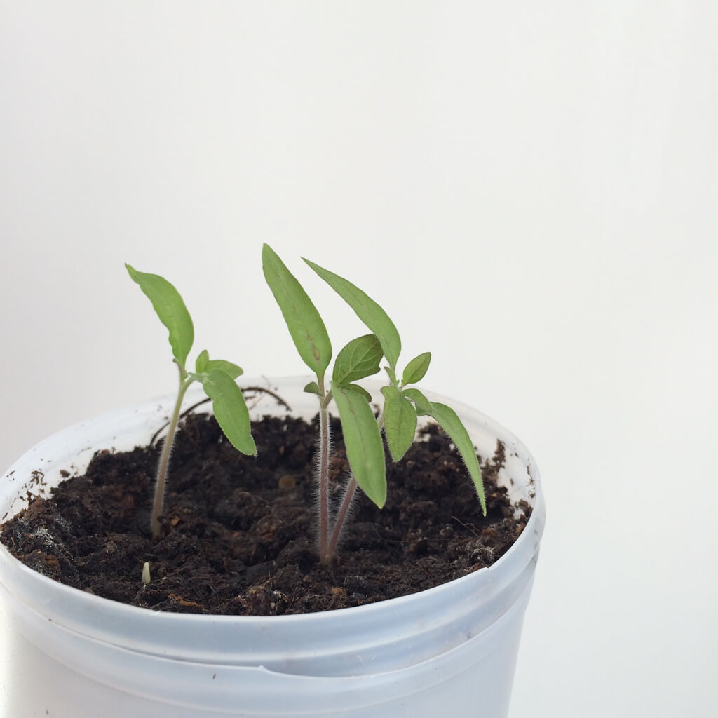 tomato seedling