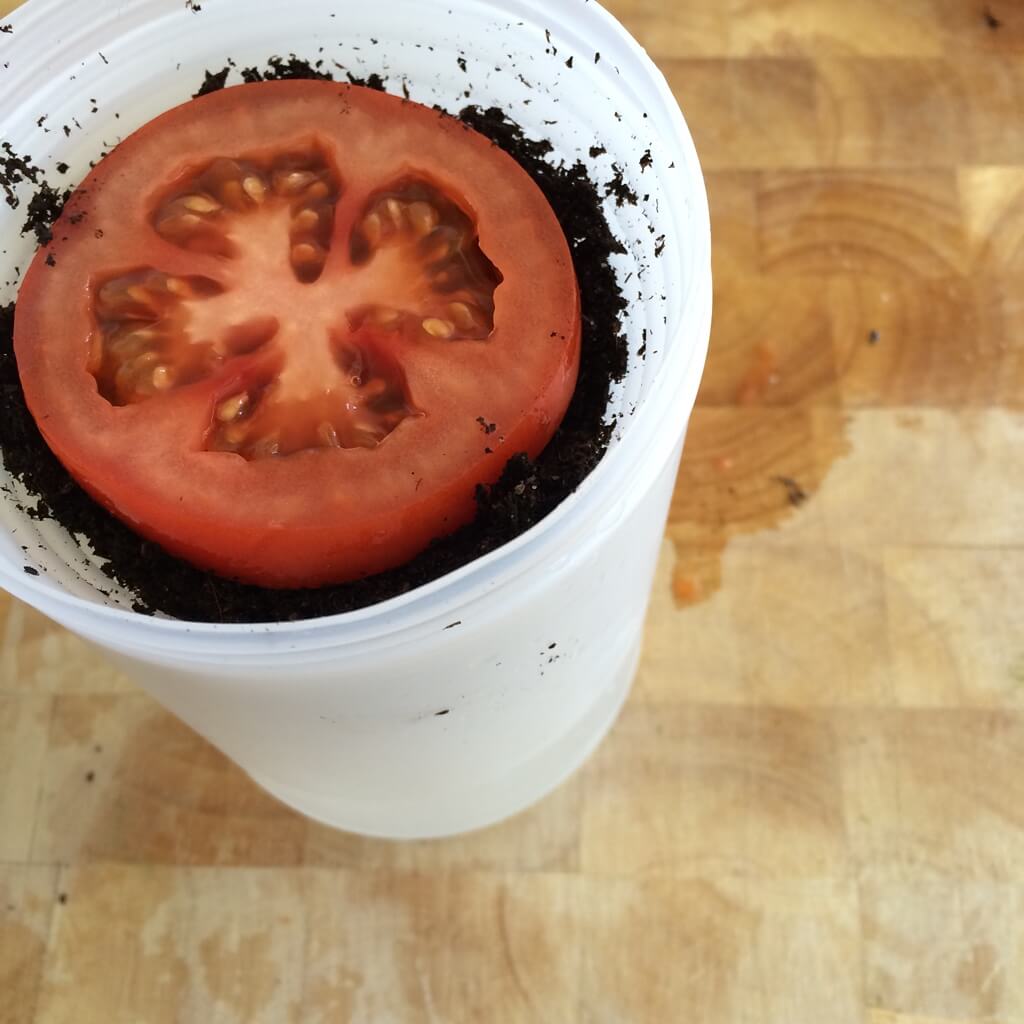 tomato slice in soil