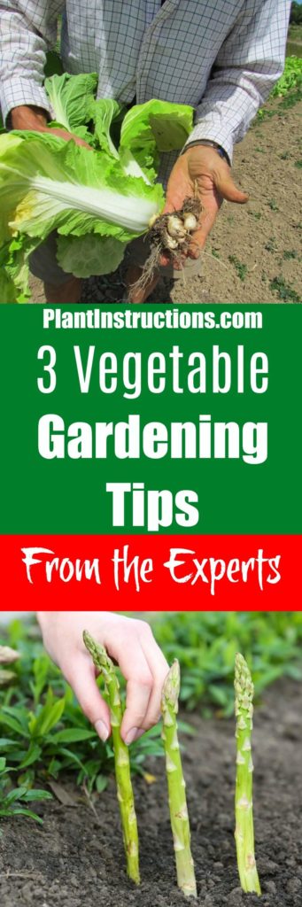 vegetable gardening tips