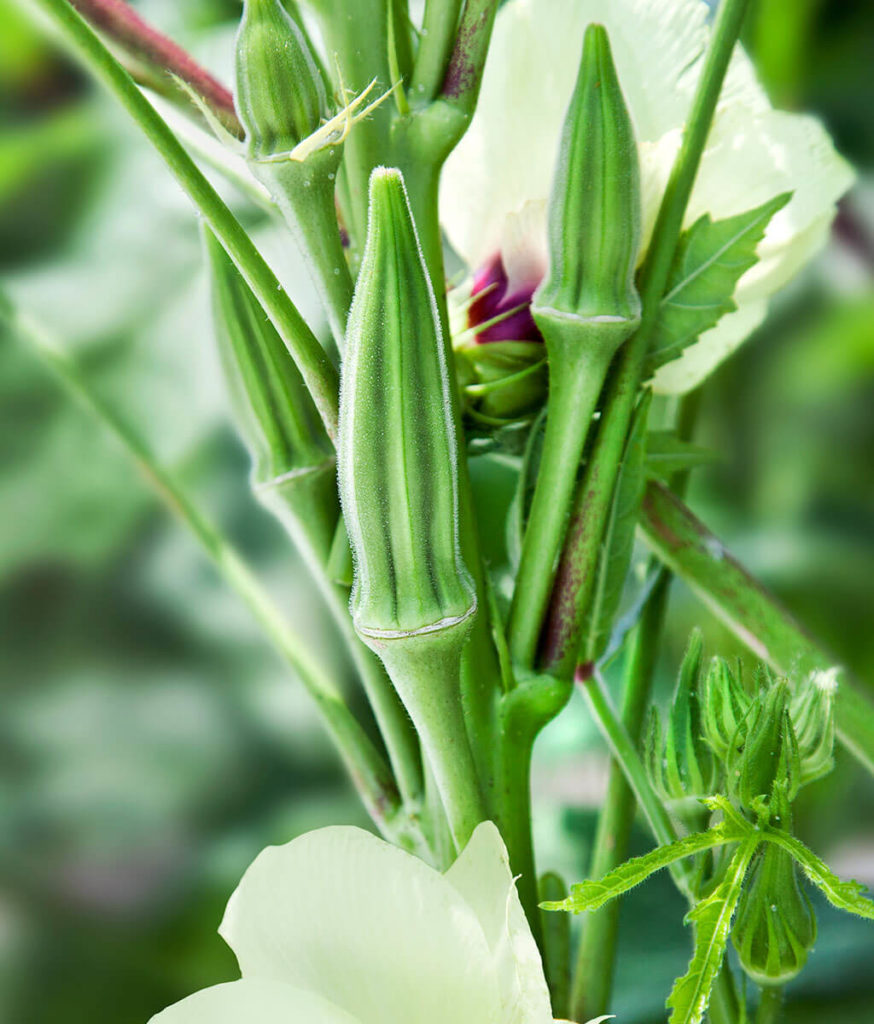 young okra plant