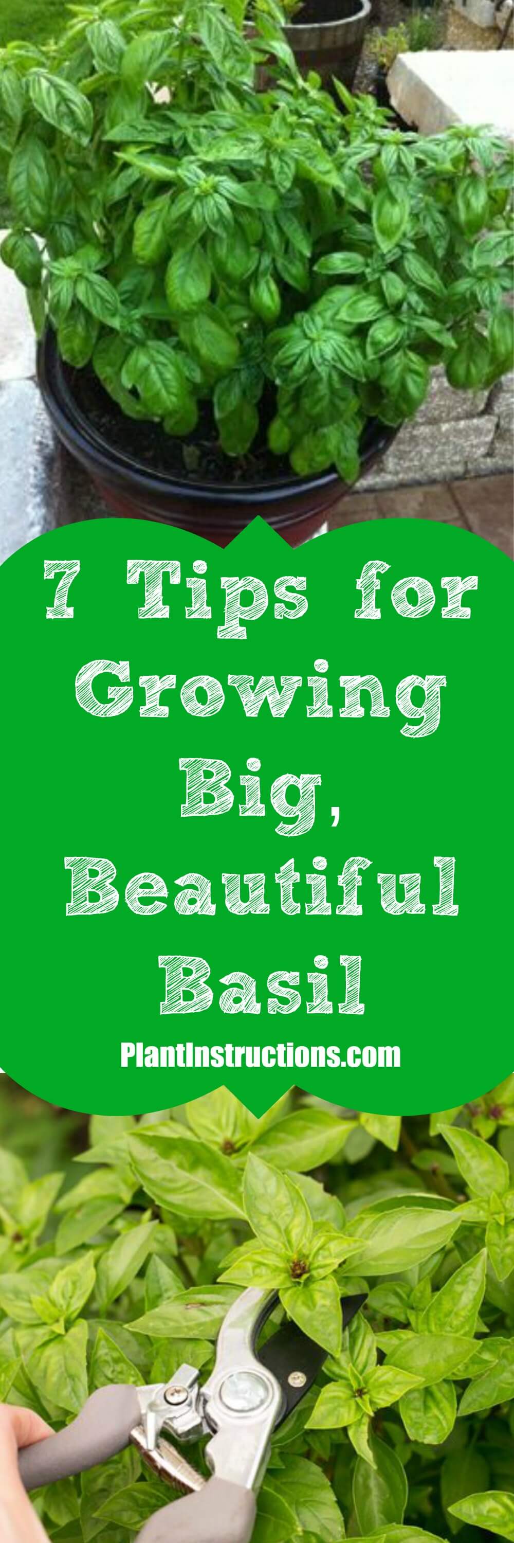 7 Tips For Growing Basil Plant Instructions   Growing Basil 