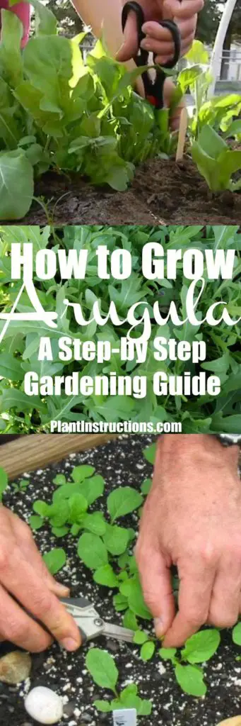 hvordan man dyrker Arugula