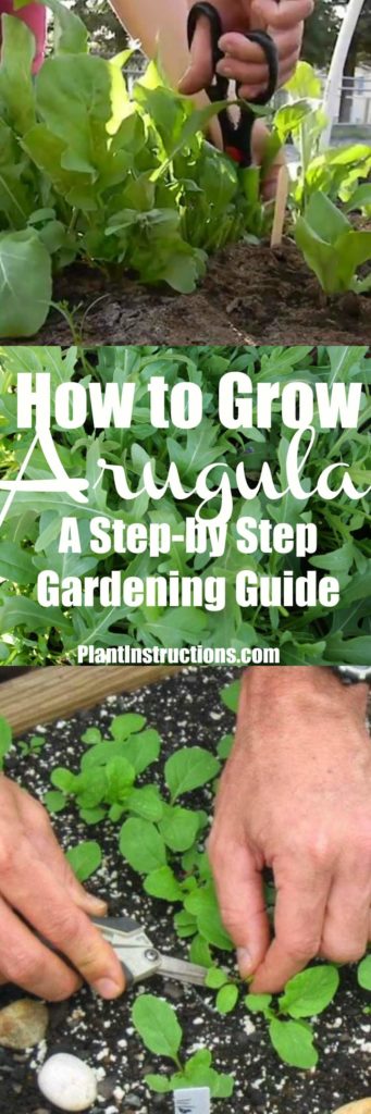 How to Grow Arugula