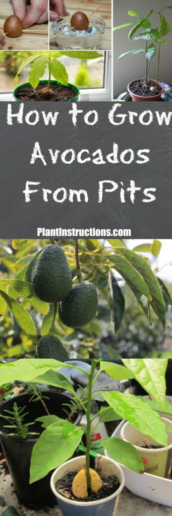 How to Grow Avocados From Pits