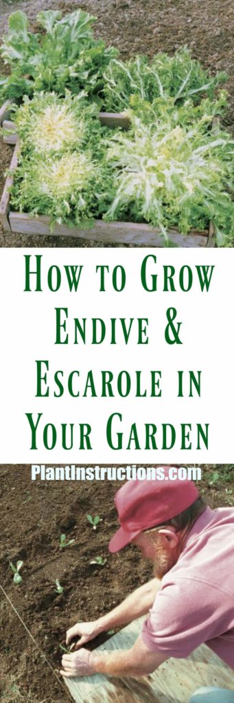 How to Grow Endive