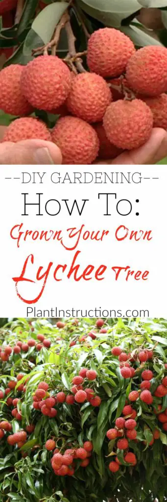 How to Grow Lychees