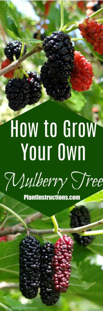 How to Grow Mulberries