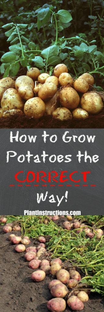 How to Grow Potatoes