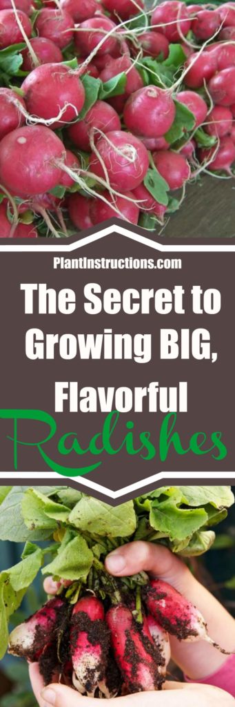 How to Grow Radishes