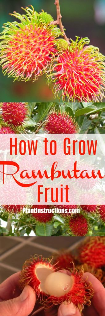 hur man odlar Rambutan