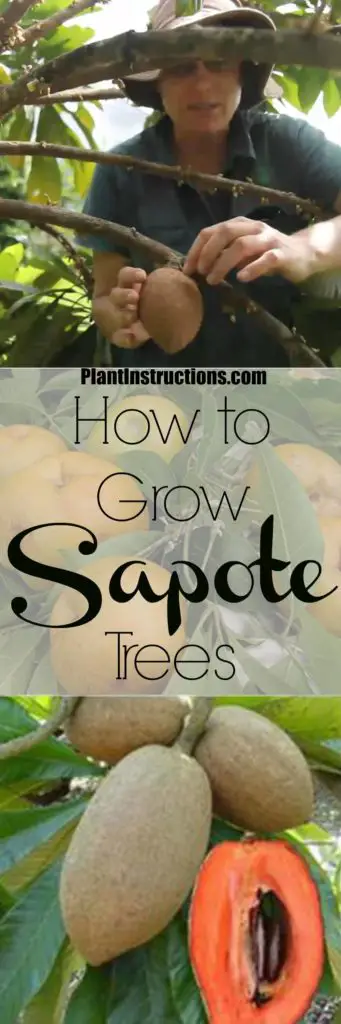 How to Grow Sapote