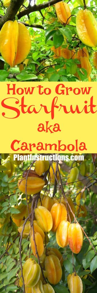 How to Grow Starfruit