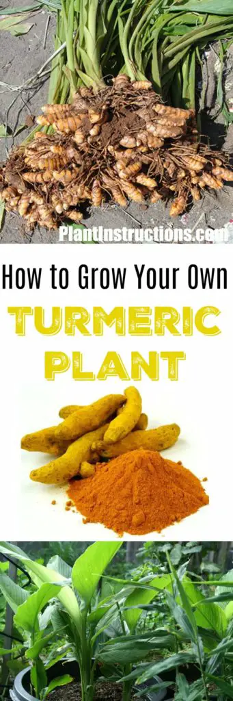 How to Grow Turmeric
