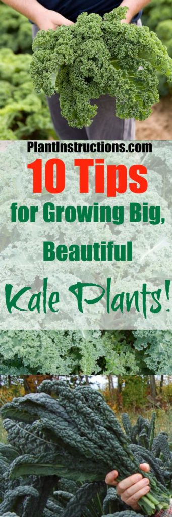 Tips for Growing Kale