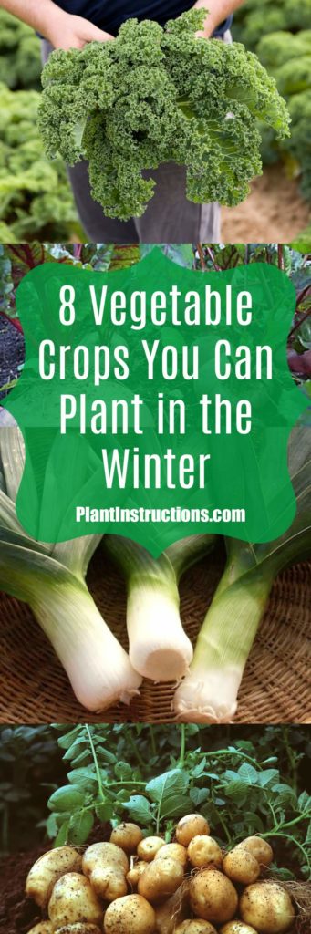 Winter Gardening Crops