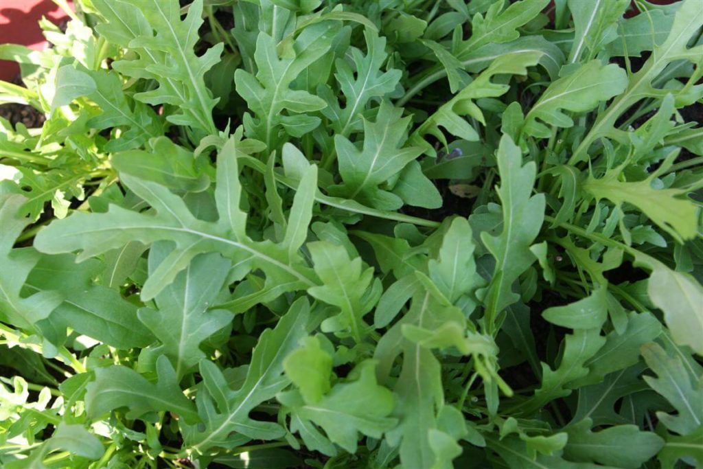 arugula