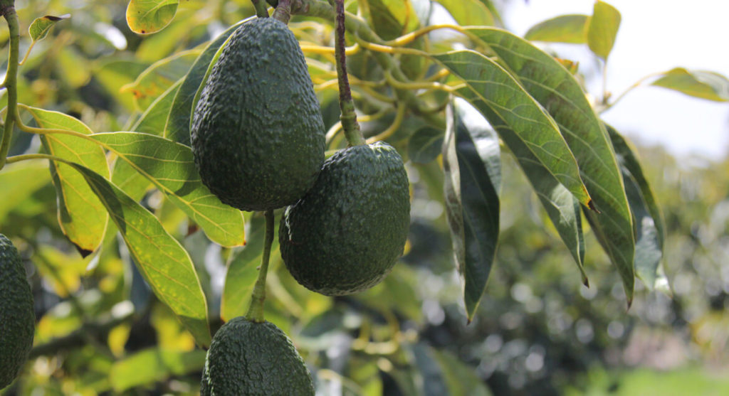 avocado trees