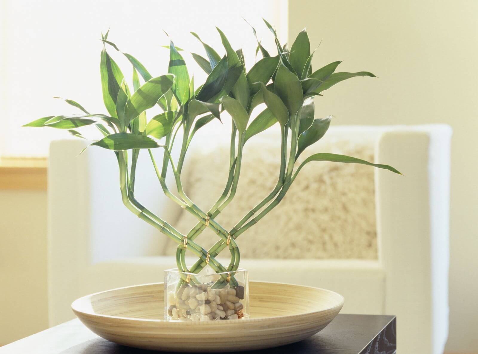 Feng Shui Bamboo Plant In Living Room