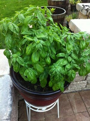 basil in pot