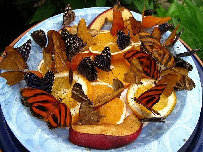 butterflies eating fruit