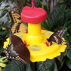 butterfly feeders