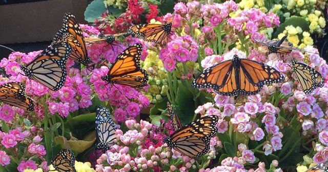 butterfly garden