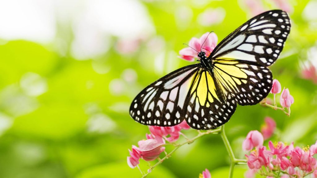 butterfly on flower