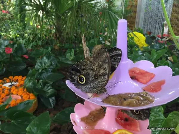 butterfly spa
