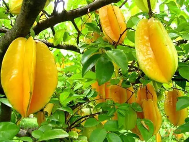 Best way to propagate star fruit tree