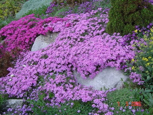 creeping phlox