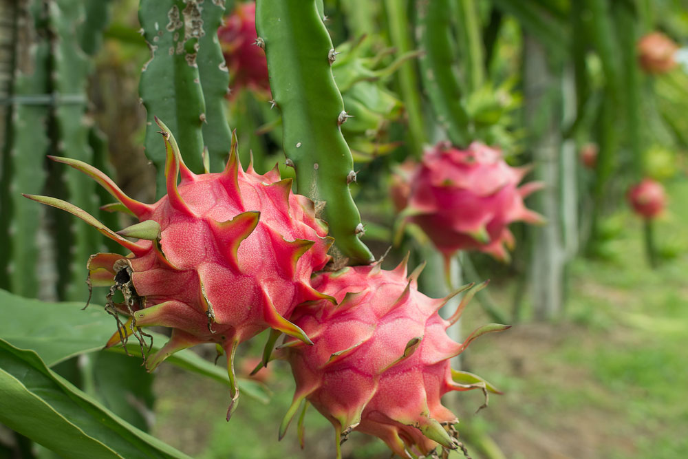 dragon fruit plant