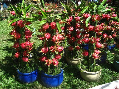 dragon fruit plants