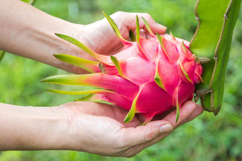 dragon fruit