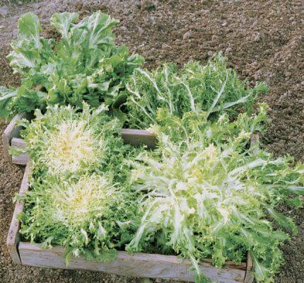 escarole and endive