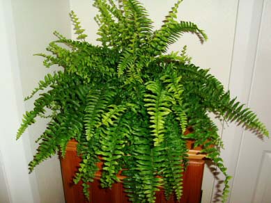 fern