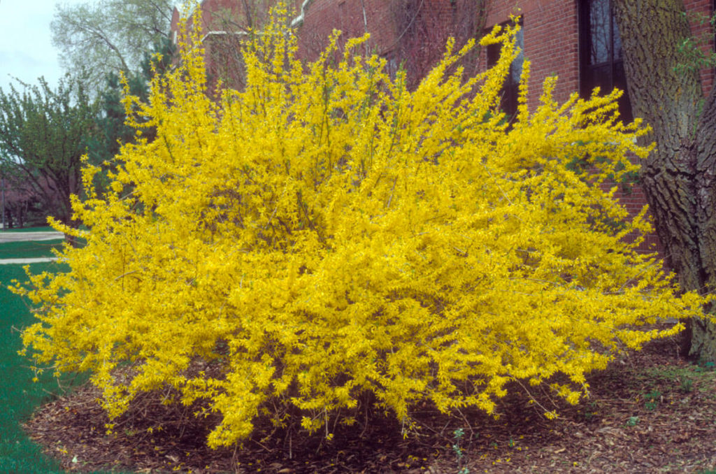 forsythia