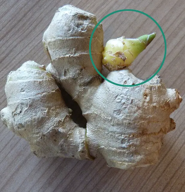 ginger growth buds