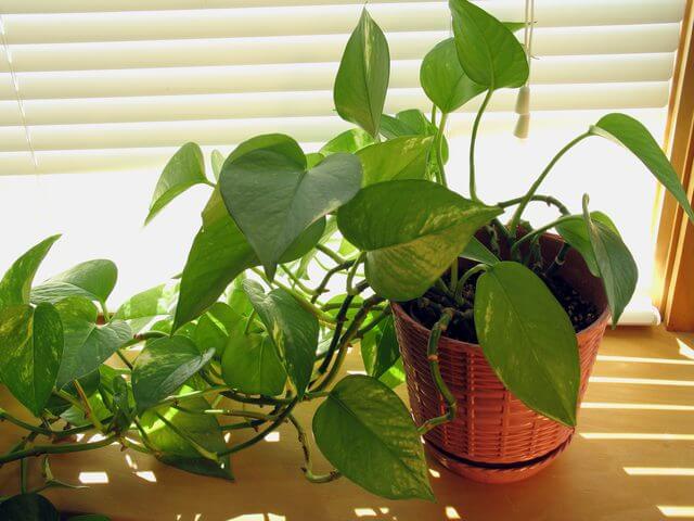 golden pothos