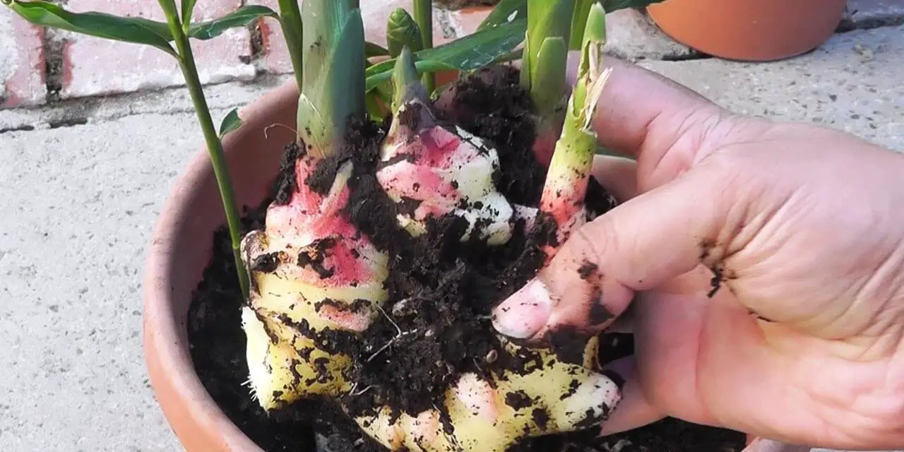 How to Grow Ginger in Pots - Plant Instructions