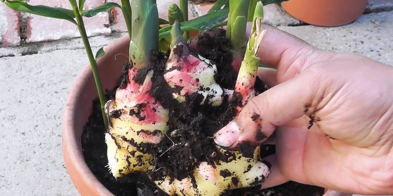 How To Grow Lots Of Ginger In Containers Garden